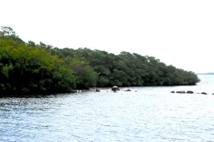 mangroves and florida bay
